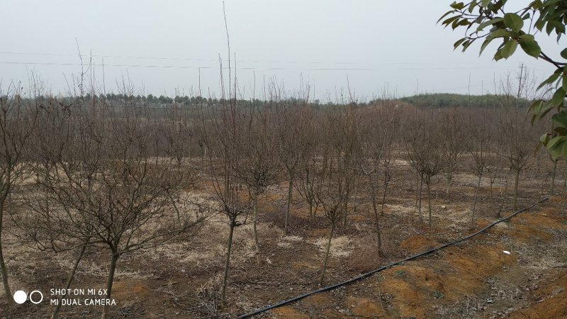 转让掇刀团林200亩苗木基地
