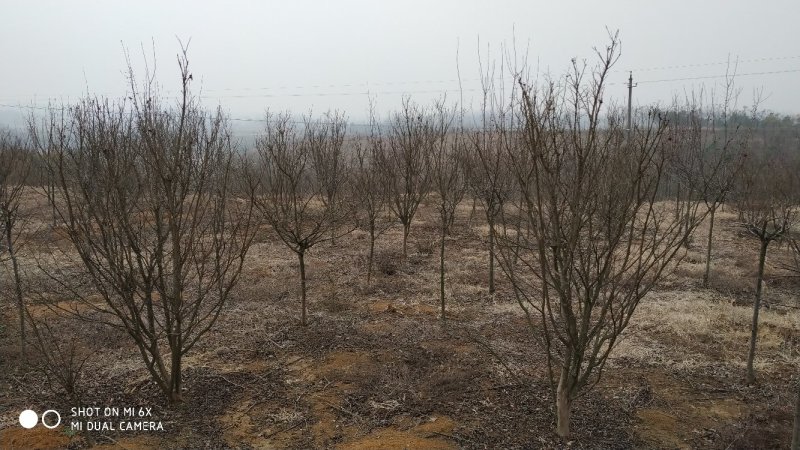 转让掇刀团林200亩苗木基地