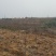 转让掇刀团林200亩苗木基地