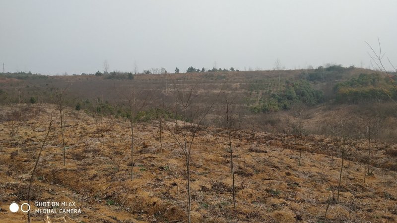 转让掇刀团林200亩苗木基地