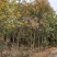 转让掇刀团林200亩苗木基地