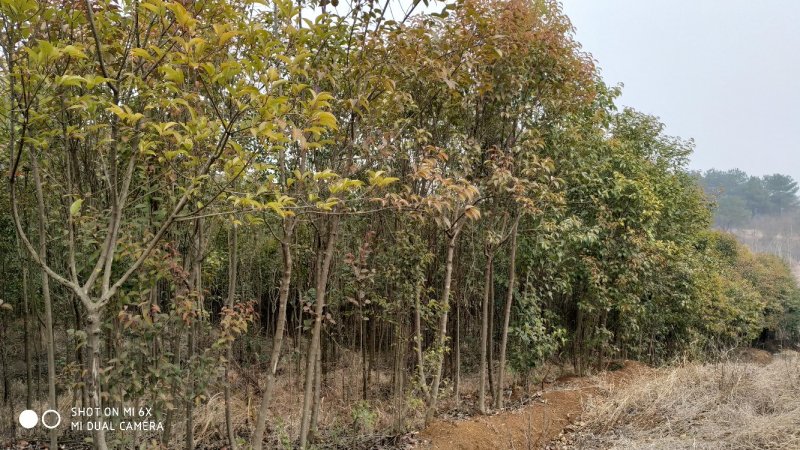 转让掇刀团林200亩苗木基地