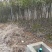 转让掇刀团林200亩苗木基地