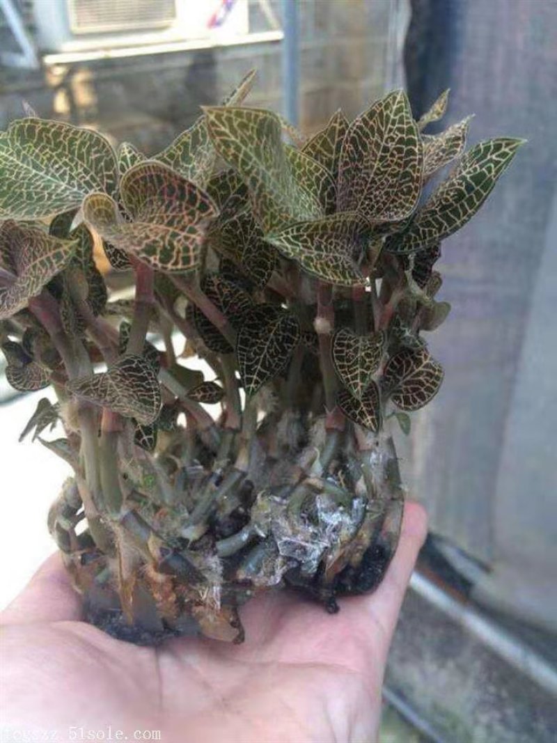 金线莲种子