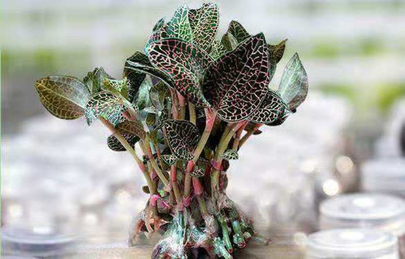 金线莲种子
