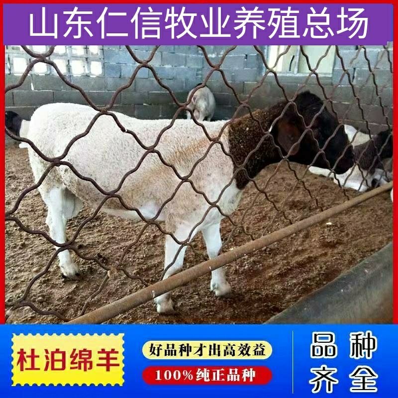 杂交羊免费送货场内随意挑选免费送货提供技术