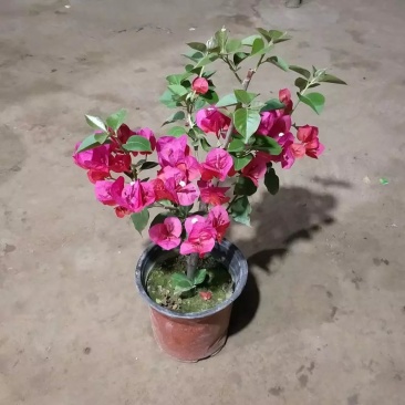 三角梅,全部基地直销,红色,橙色,粉色三角梅。