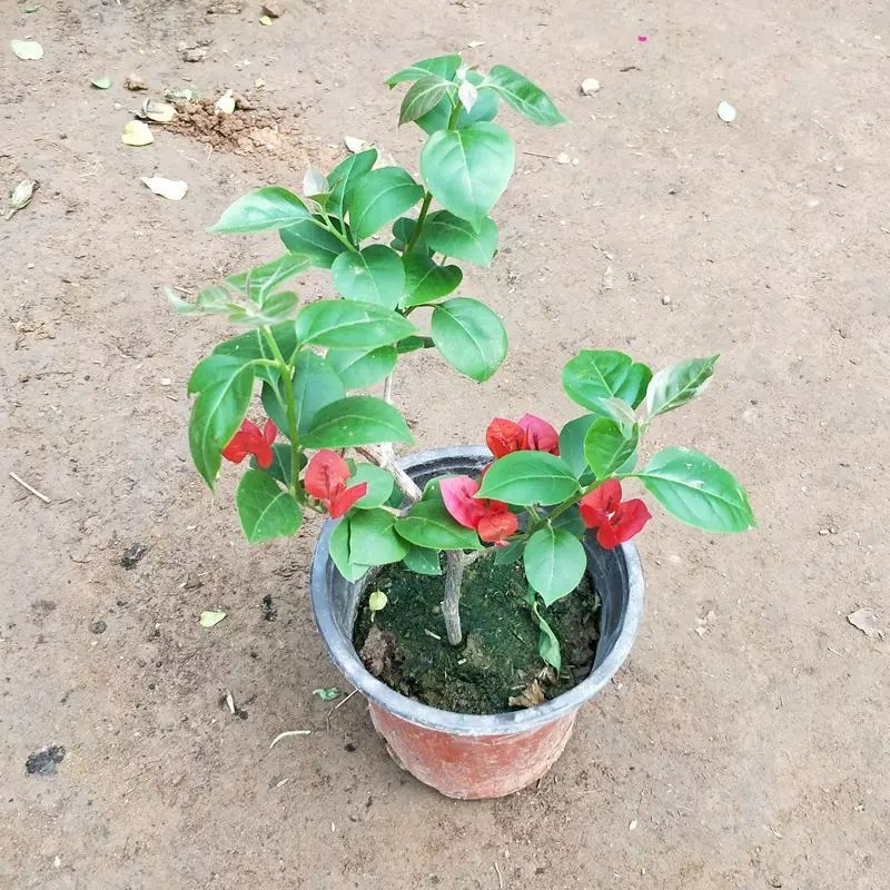 三角梅，全部基地直销，红色，橙色，粉色三角梅。