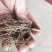 铃兰花种苗浓香花卉绿植四季开花易种植办公室内盆栽芳香耐寒