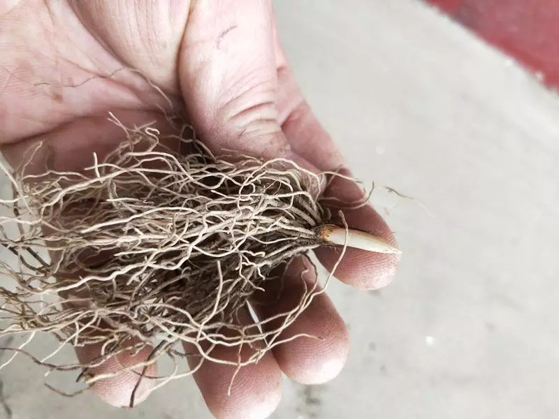铃兰花种苗浓香花卉绿植四季开花易种植办公室内盆栽芳香耐寒