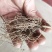 铃兰花种苗浓香花卉绿植四季开花易种植办公室内盆栽芳香耐寒