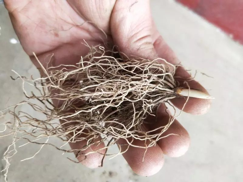 铃兰花种苗浓香花卉绿植四季开花易种植办公室内盆栽芳香耐寒
