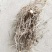 铃兰花种苗浓香花卉绿植四季开花易种植办公室内盆栽芳香耐寒