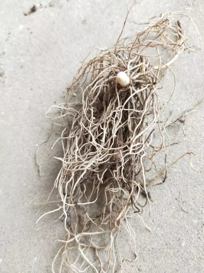 铃兰花种苗浓香花卉绿植四季开花易种植办公室内盆栽芳香耐寒