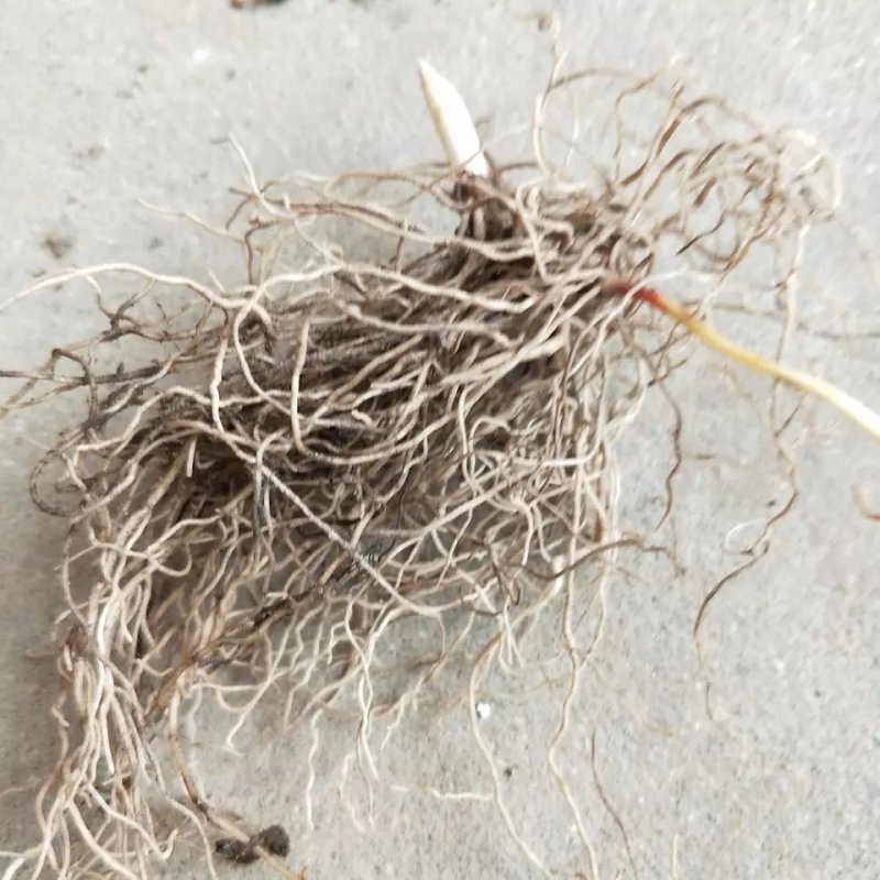 铃兰花种苗浓香花卉绿植四季开花易种植办公室内盆栽芳香耐寒