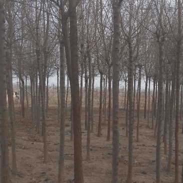 高杆金叶榆