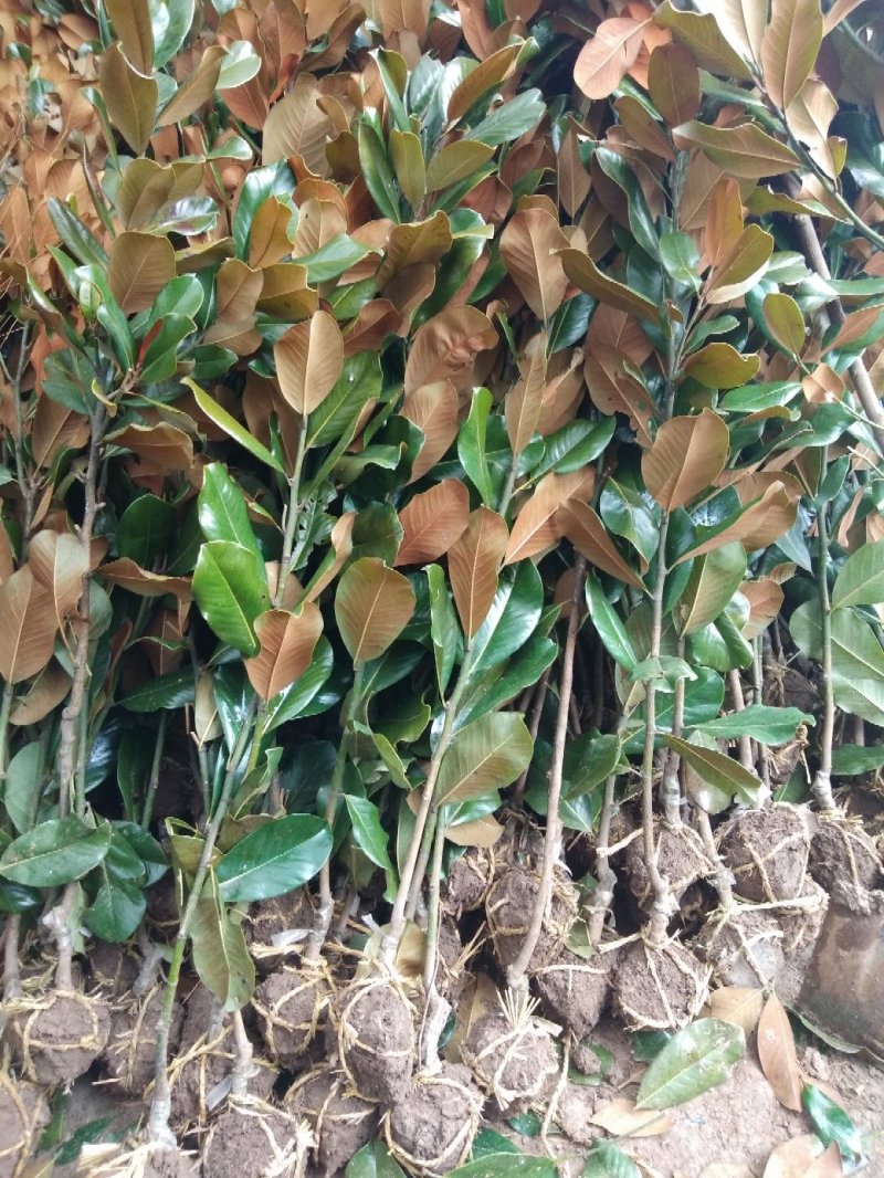 广玉兰小苗四季常青行道树绿化工程苗基地直销