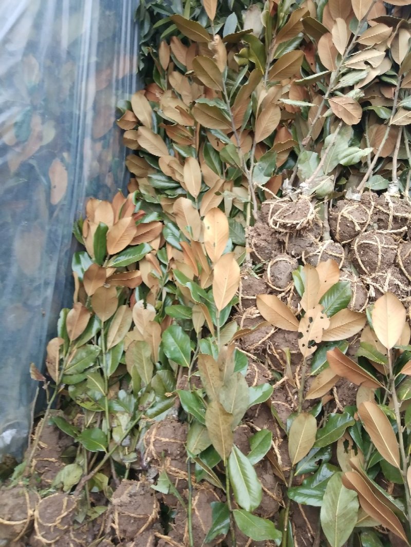 广玉兰小苗四季常青行道树绿化工程苗基地直销