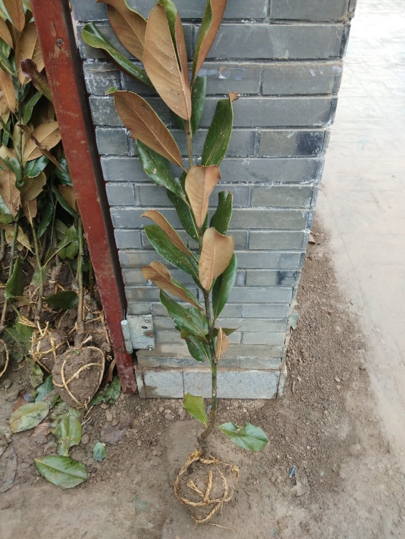 广玉兰小苗四季常青行道树绿化工程苗基地直销