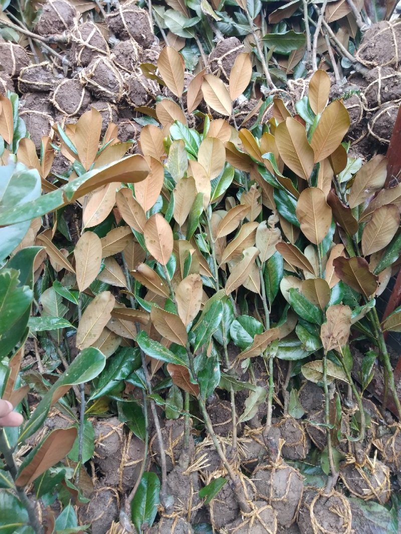 广玉兰小苗四季常青行道树绿化工程苗基地直销