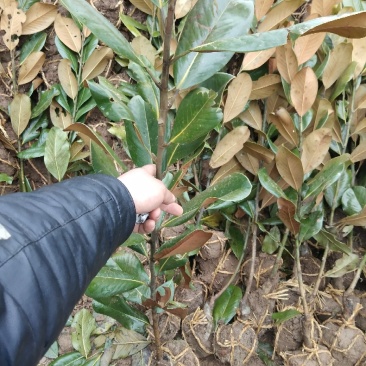 广玉兰小苗四季常青行道树绿化工程苗基地直销