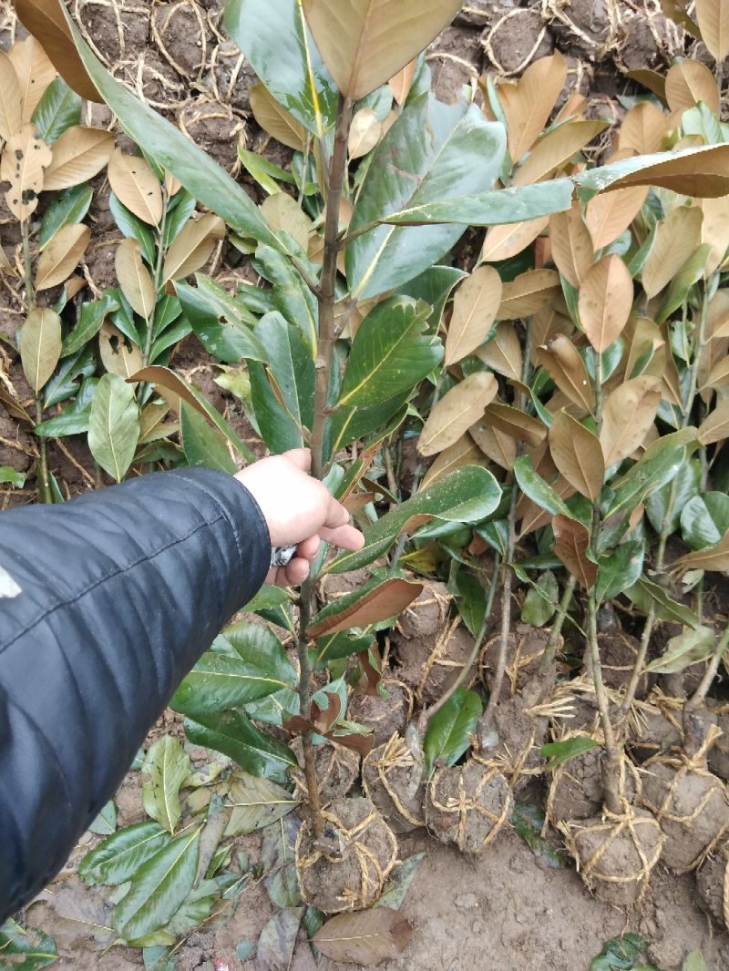 广玉兰小苗四季常青行道树绿化工程苗基地直销
