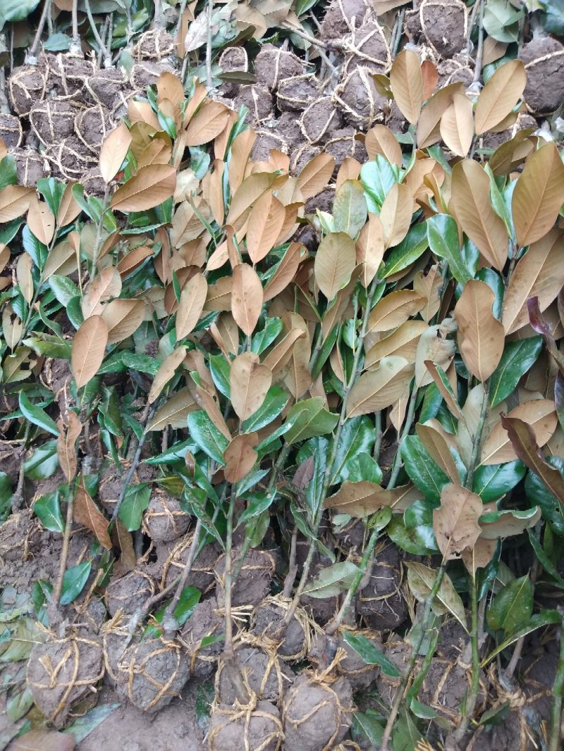 广玉兰小苗四季常青行道树绿化工程苗基地直销