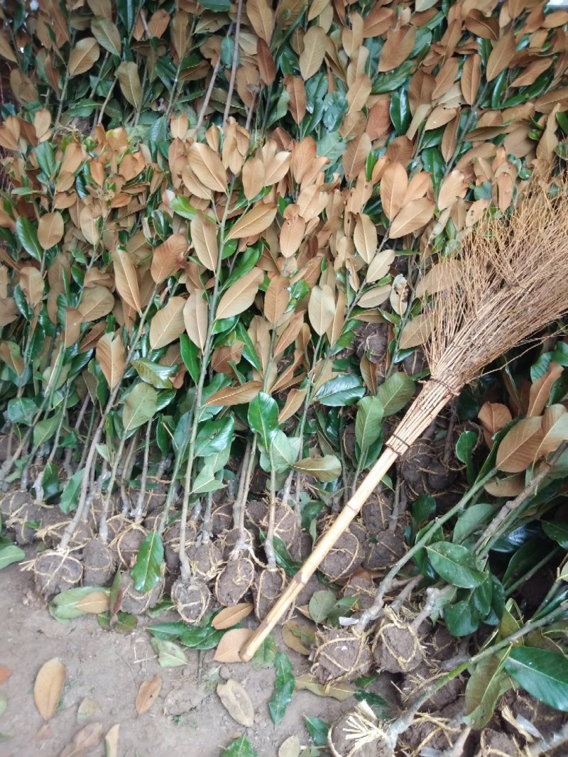 广玉兰小苗四季常青行道树绿化工程苗基地直销