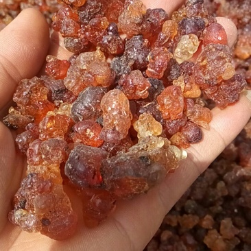 桃胶，桃树泪