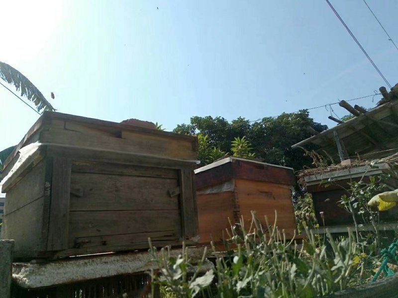土蜂蜜纯天然农家自产野生正宗百花蜜2斤装