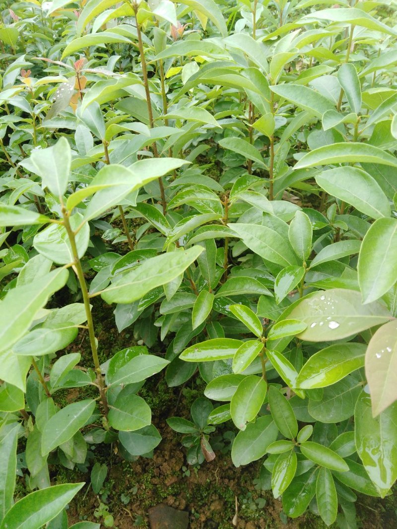 老鹰茶苗