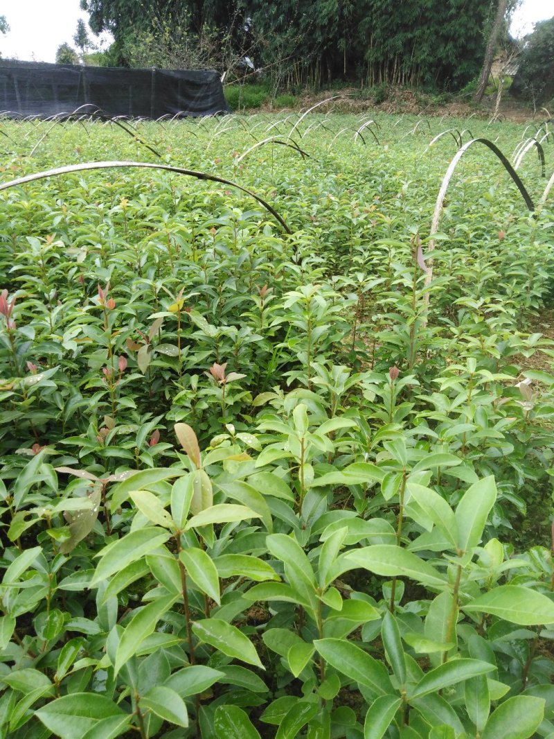 老鹰茶苗