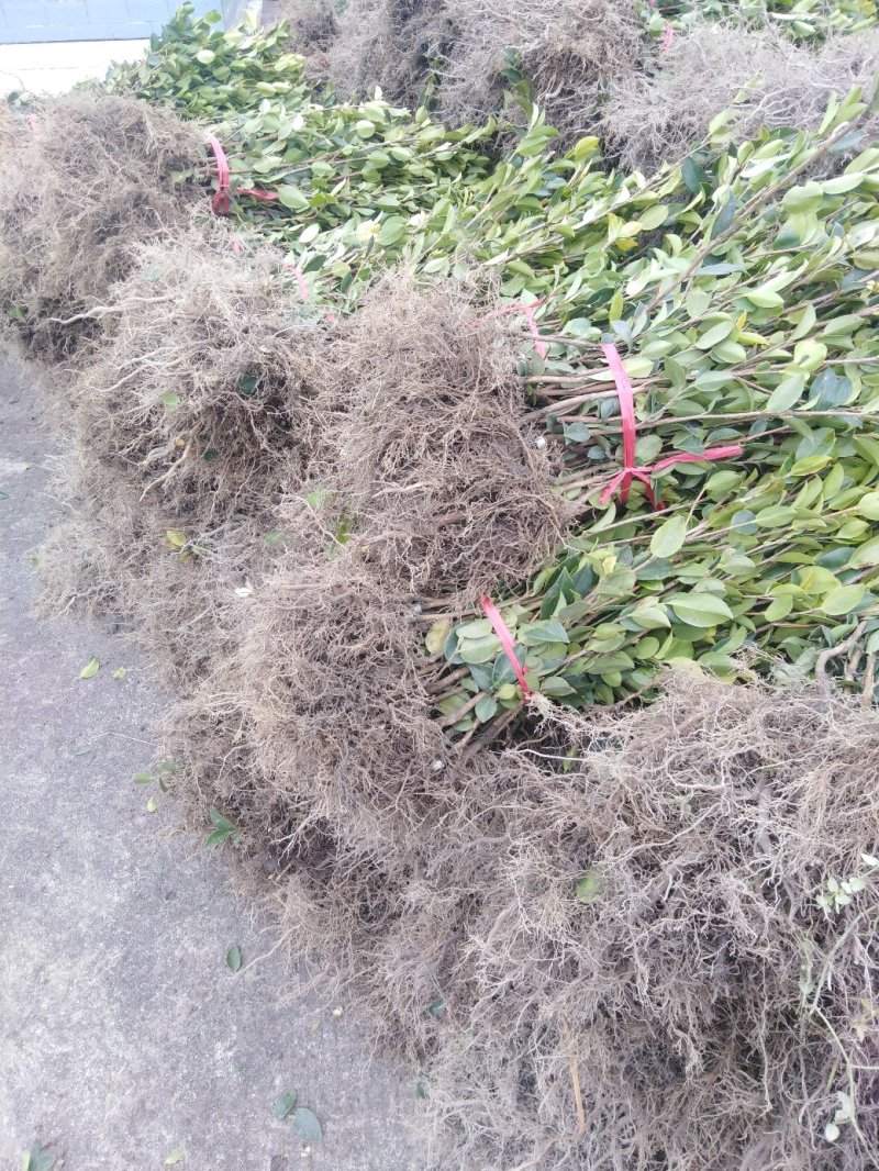 老鹰茶苗