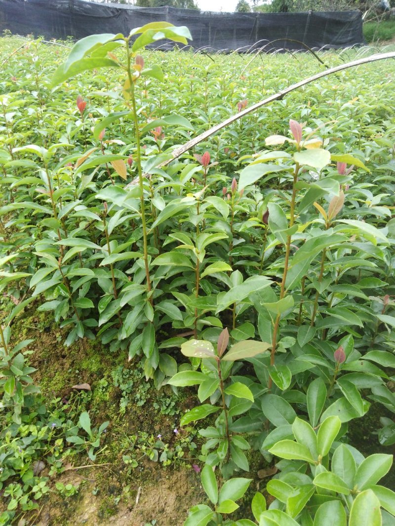 老鹰茶苗