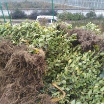 老鹰茶苗