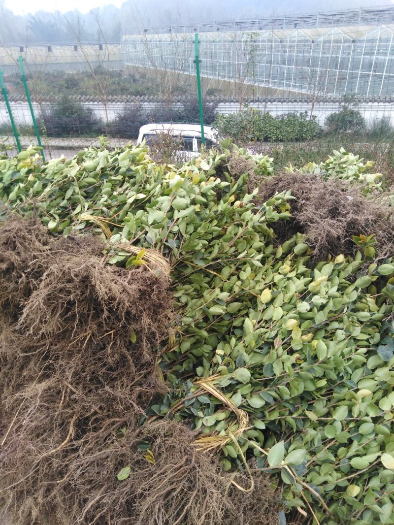 老鹰茶苗
