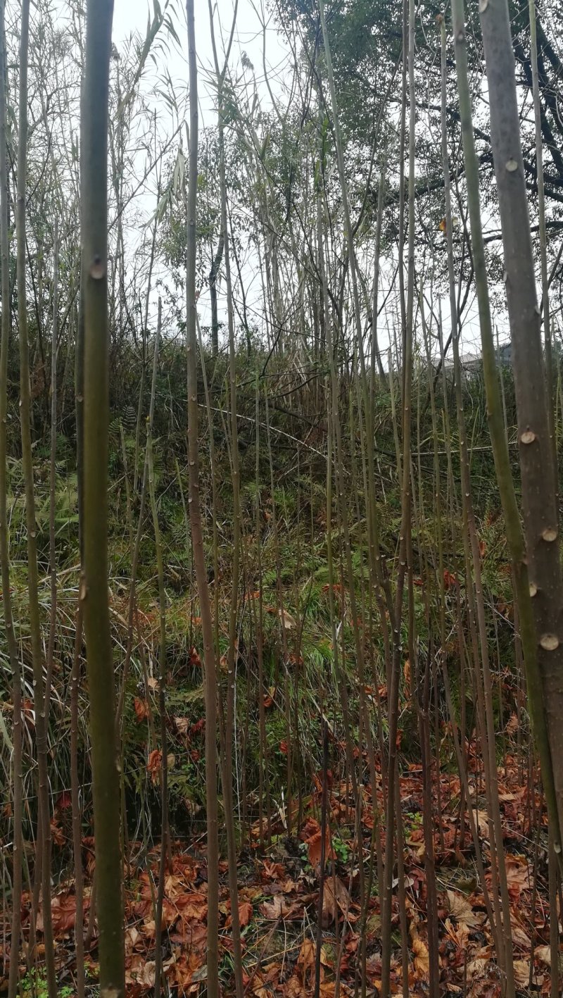 千年桐籽树树苗