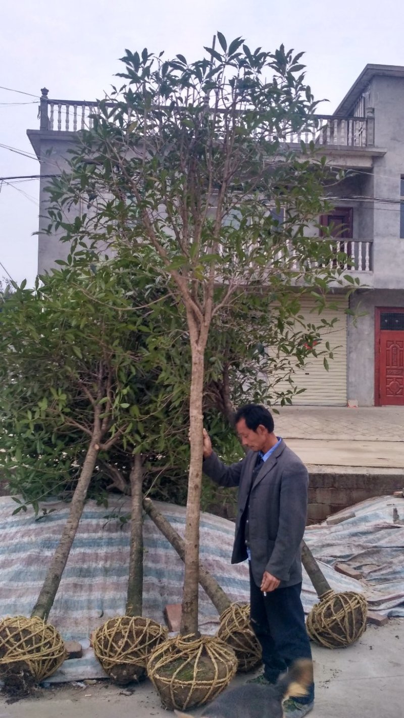 桂花树丹桂状元红红桂金桂八月桂黄金桂花树批发