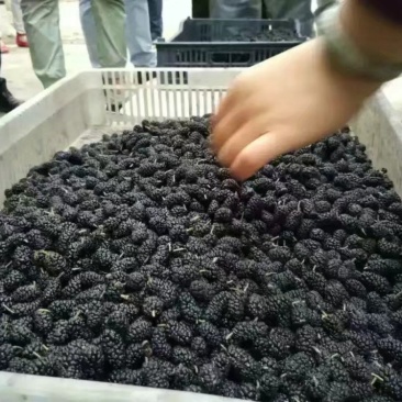 桑椹苗