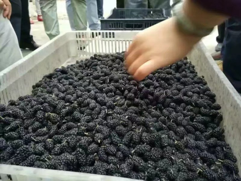 桑椹苗