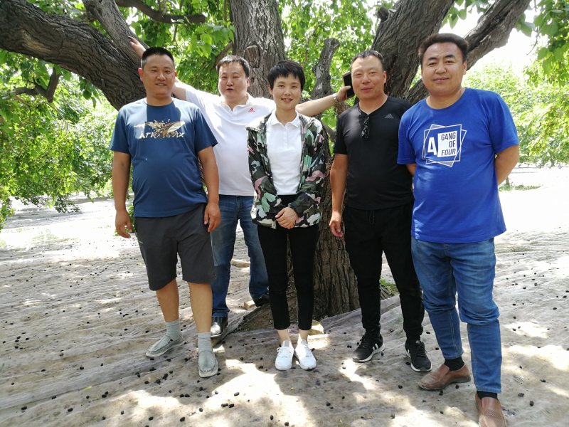 桑椹苗