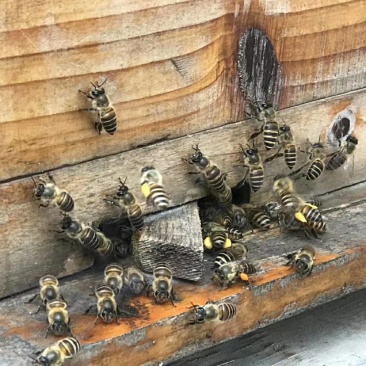 土蜂蜜纯天然农家自产野生正宗百花蜜1斤装