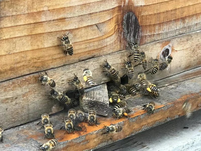 土蜂蜜纯天然农家自产野生正宗百花蜜1斤装