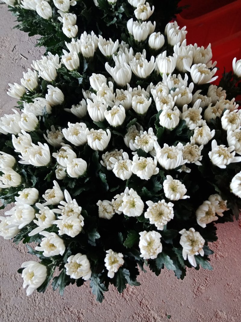 富贵竹2~4cm