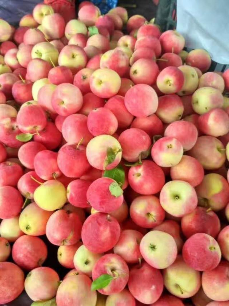 K9苹果123苹果百万斤大量上市！质量嘎嘎滴！