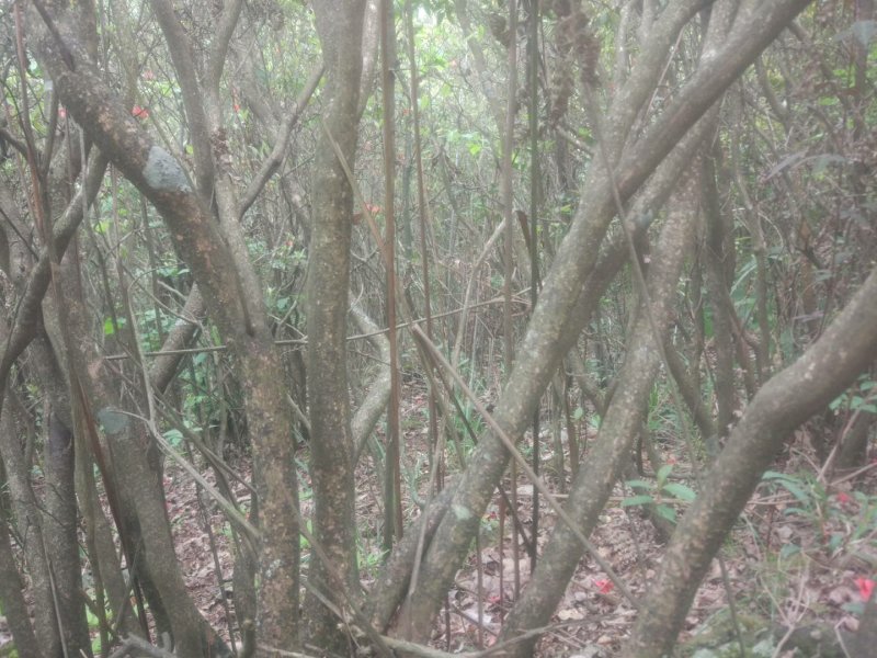 满山红