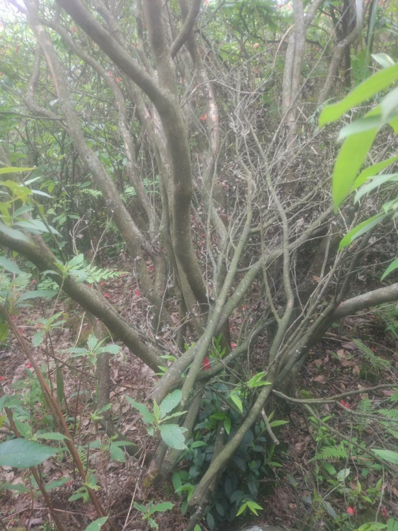 满山红