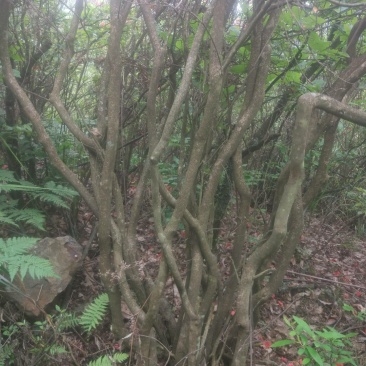 满山红