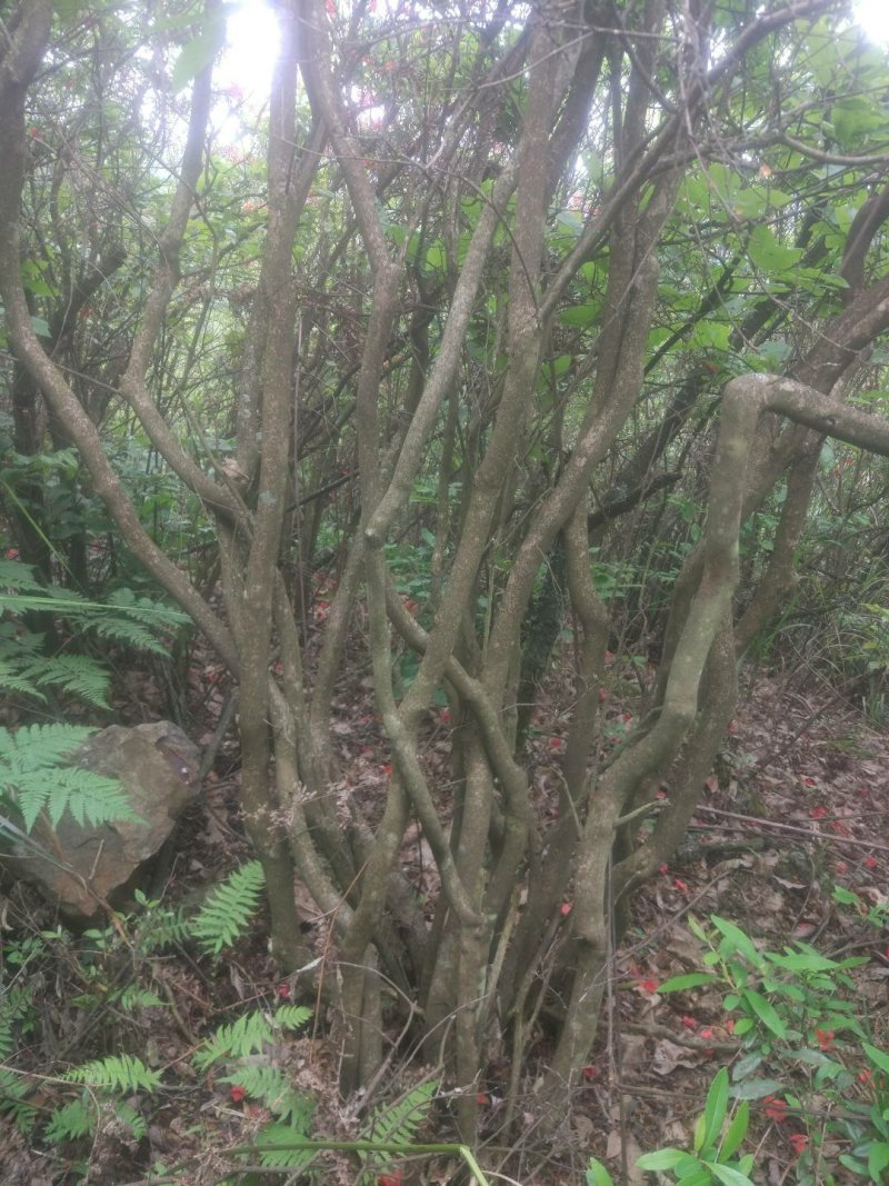 满山红