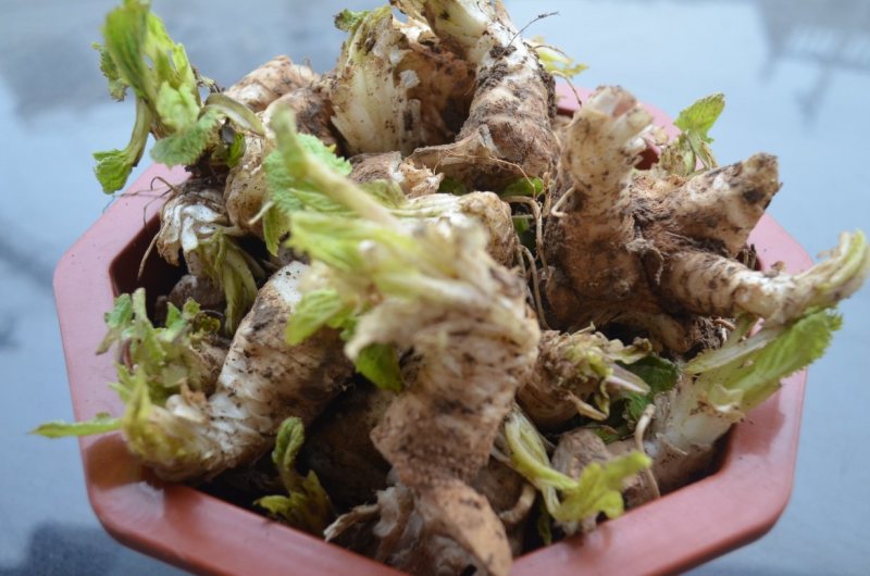 玄参芽玄参苗玄参种苗香蕉玄参红薯玄参投资小收益快